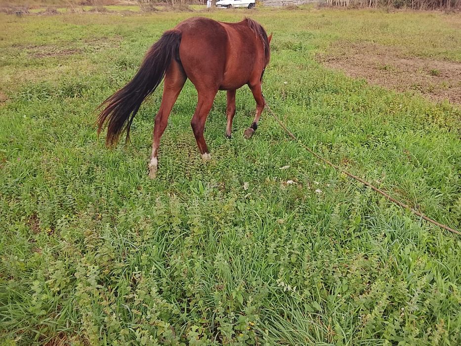 Poldra lusitana cruzada
