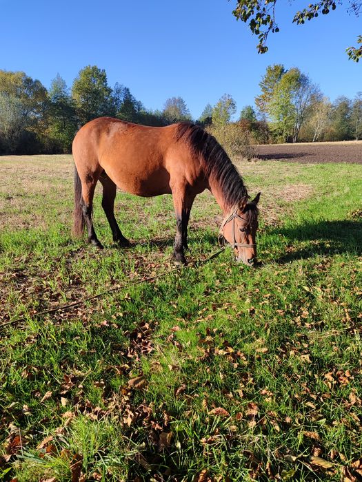 Молода робоча кобила