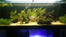 Plantas aquário fáceis de manter