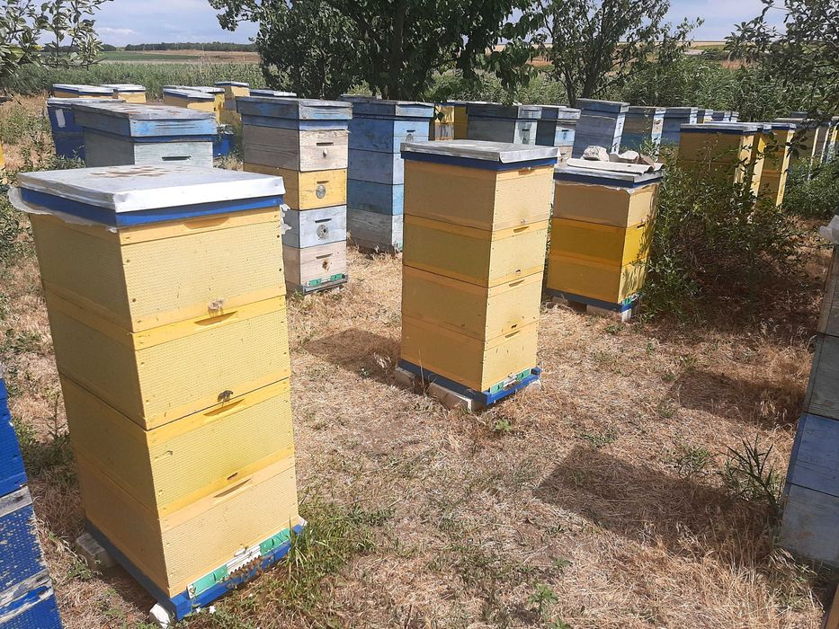 Продам бджоли, бджолородини, бджолосім'Ї. Договірна