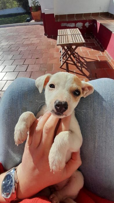 Jack Russell Terrier