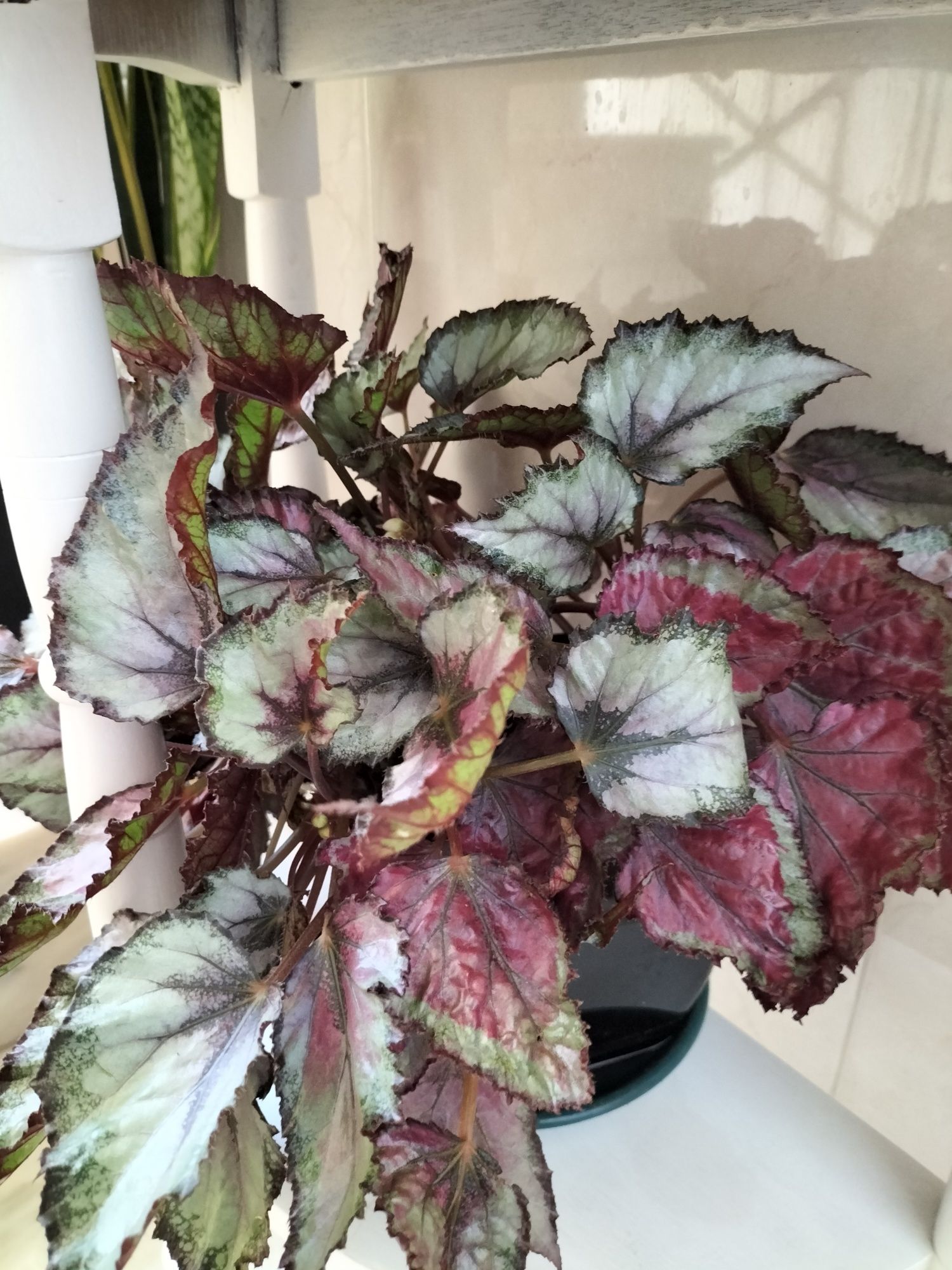 Plantas muito bonitas e viçosas