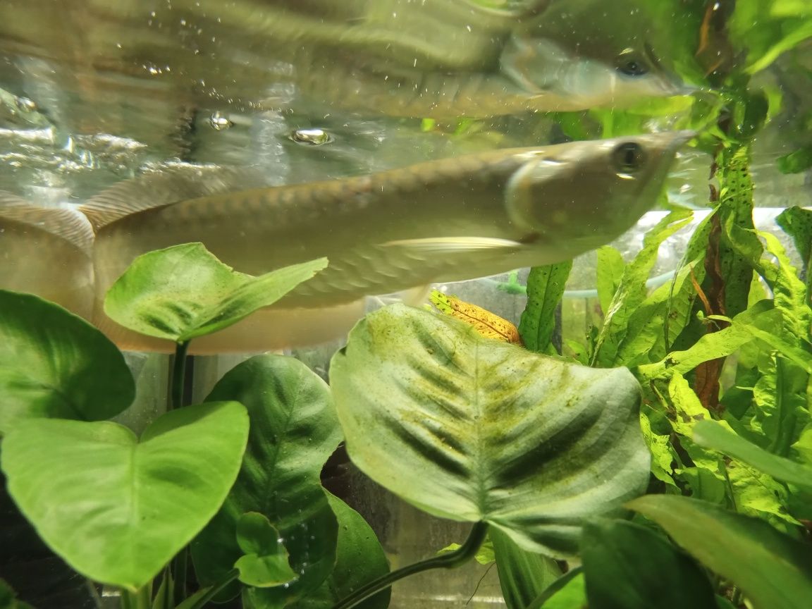 Arowana Tina Zoo Jasna