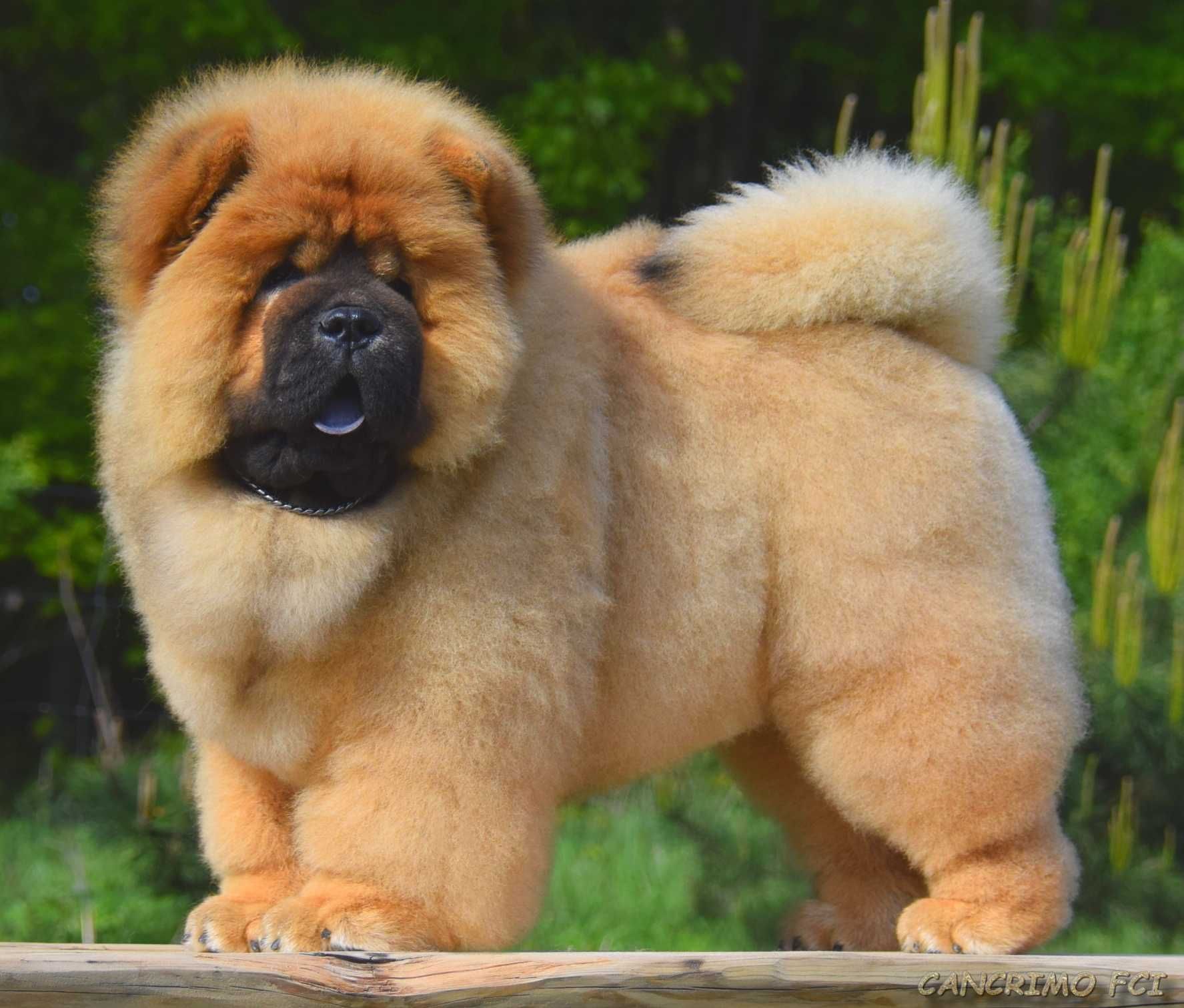 CHOW CHOW  piesek