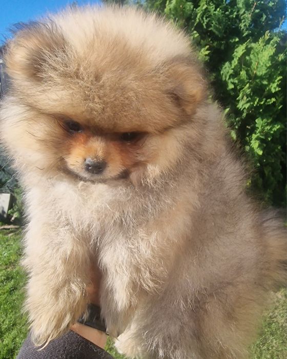 Szpic miniaturowy pomeranian chlopiec