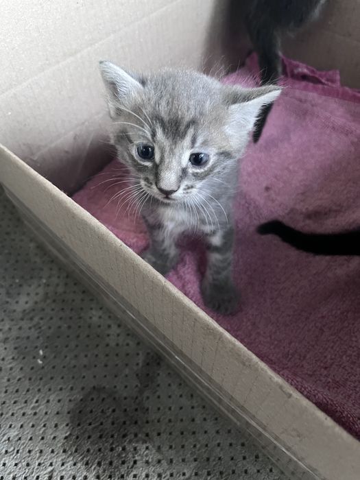 Кошенята хлопчики в добрі руки