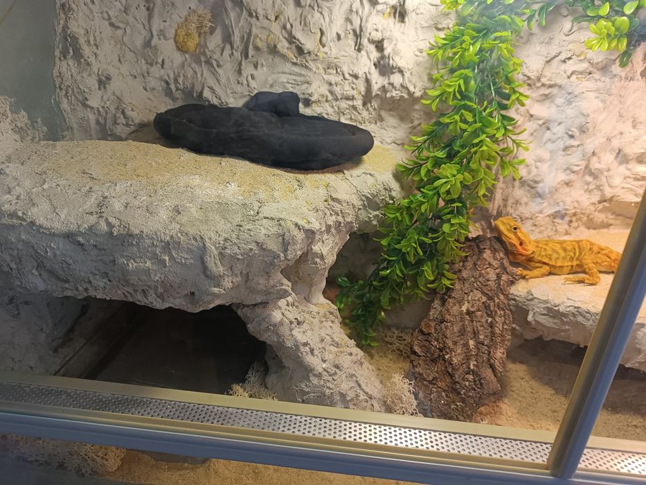 Agama brodata + terrarium + GRATISY