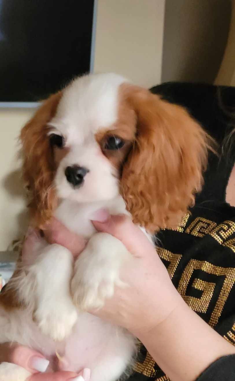 Cavalier King Charles Spaniel * Chłopczyk* ZKwP  FCI