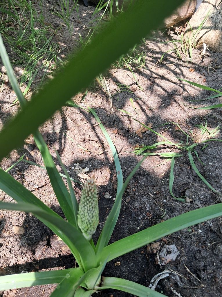 Trytoma groniasta (afrykańska pochodnia) IGŁA KLEOPATRY