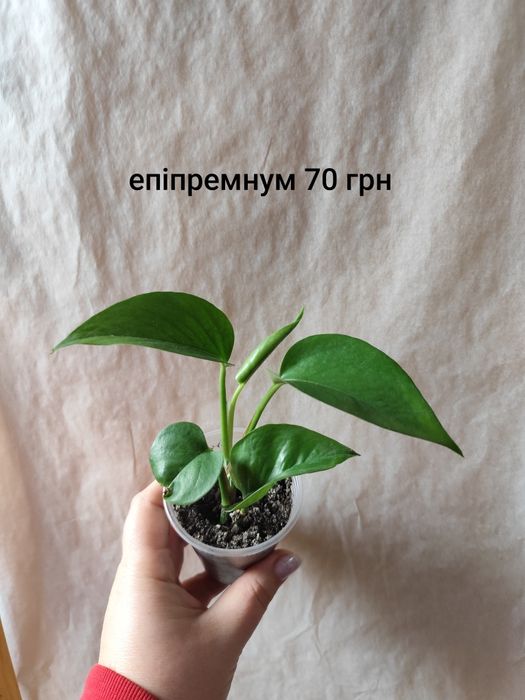 Эпипремнум, епіпремнум, сциндаптус, філодендрон неон, енджой, Глобал г