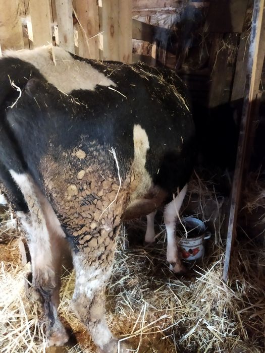 Продам семь коров.телят.доидьный аппарат