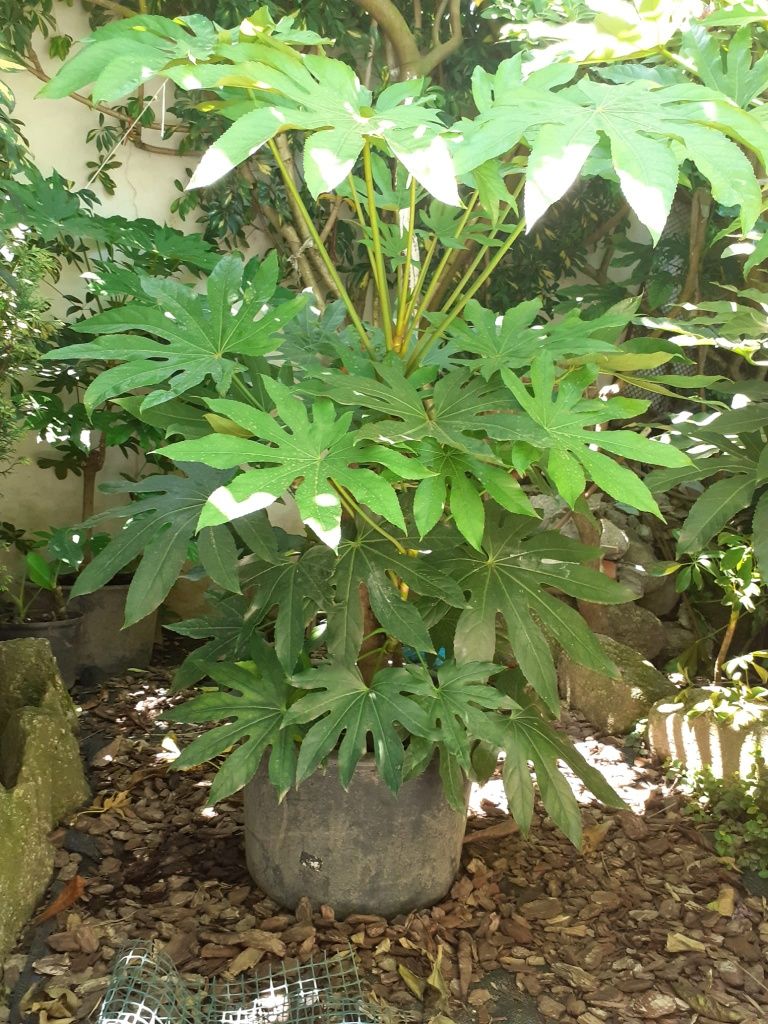 Planta  - Fatsia japonica