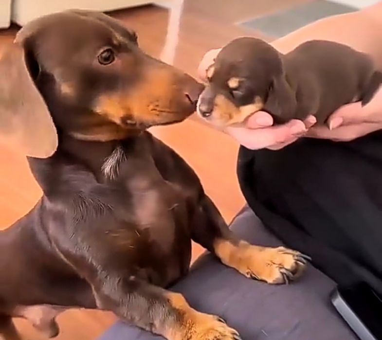 Таксята різних окрасів.