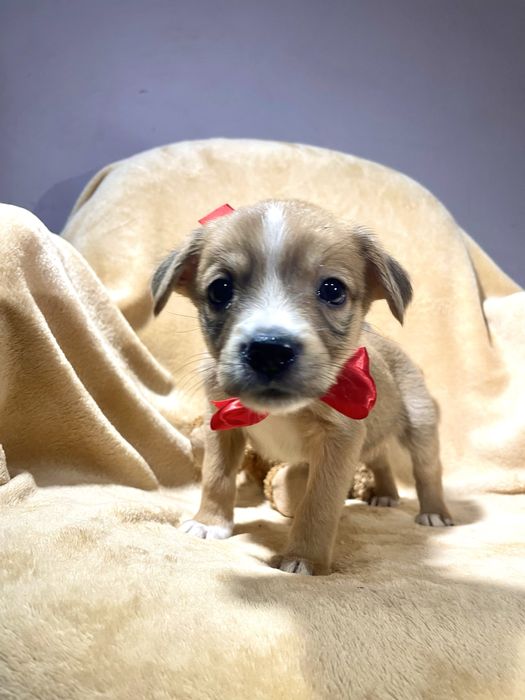 Врятована дівчинка шукає родину