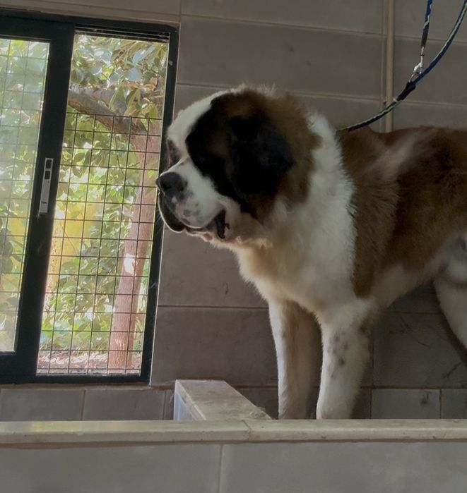 Cachorro São Bernardo de Excelência