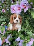 Cavalier King Charles Spaniel Sunia
