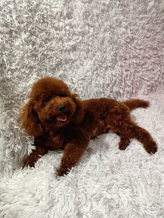 Pudel Toy chłopczyk chiński