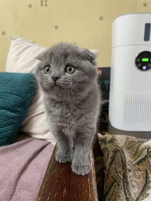 Кошенята шотландські висловухі й прямовухі