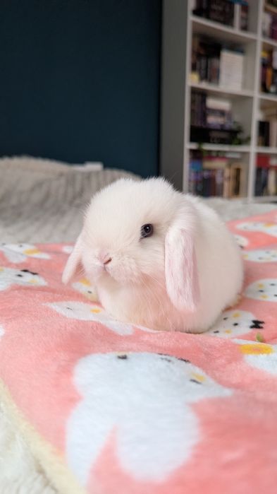 MINI LOP królik miniaturka mały karzełek baranek