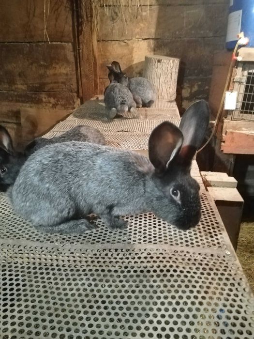 Продам кролів Потавське срібло
