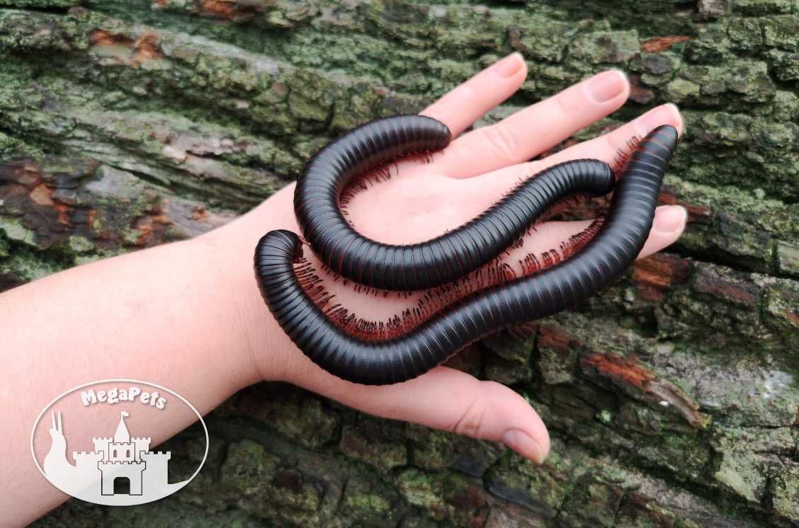 Olbrzymi Archispirostreptus gigas Wije Isopody Stonoga Ślimak Ekipa