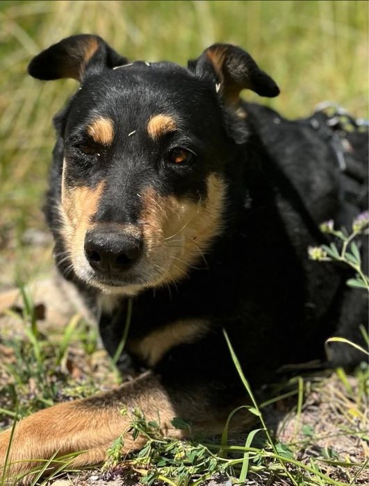 EWELINKA błaga o szanse