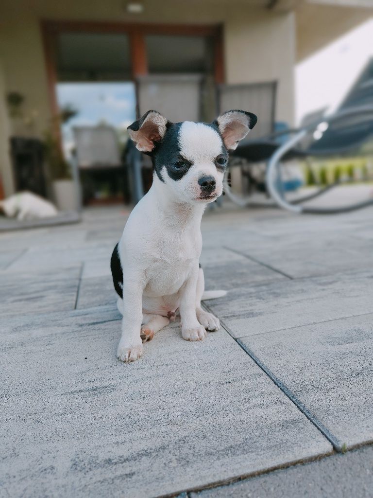 Chihuahua krótkowłosa piesek