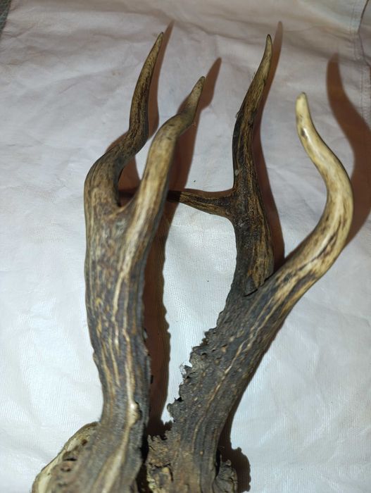 bardzo ciekawe poroże kozła sarny
