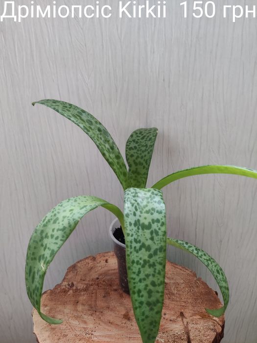 Епіпремнум Sebi blue,Дріміопсіс Kirkii,Калатея Лубберса.