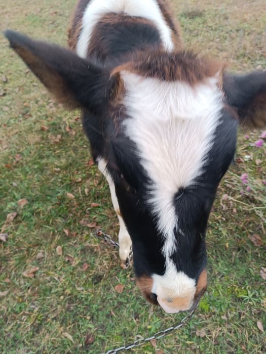 Продам теличку на держання