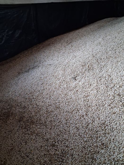 Łubin słodki wąskolistny Homer