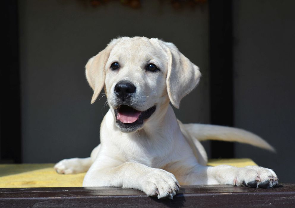 Щенки лабрадора шикарная родословная от Salutas