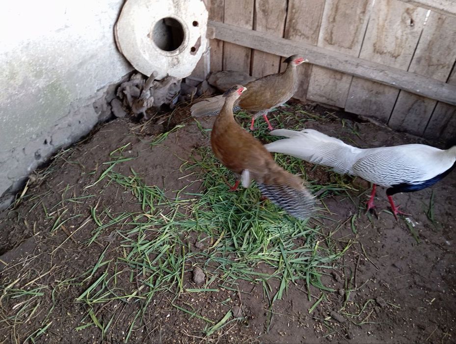 Продам срібних фазанів