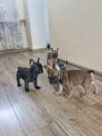 Buldog francuski