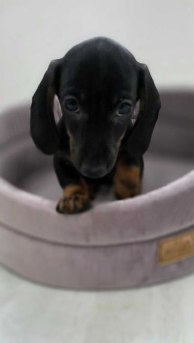 jamnik krótkowłosy króliczy miniaturowy