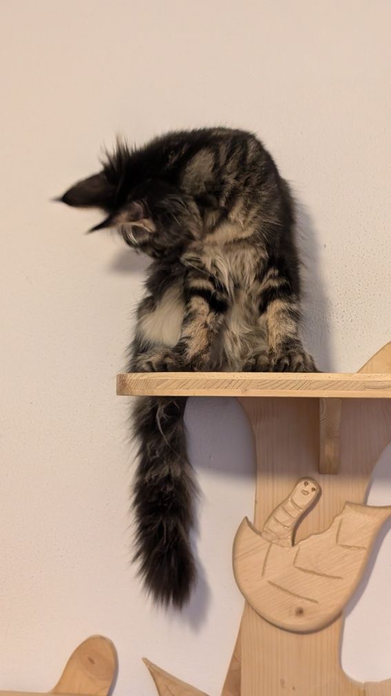 Kotka klasyk Maine Coon. Zapraszamy