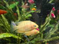 pielęgnica severum GOLD