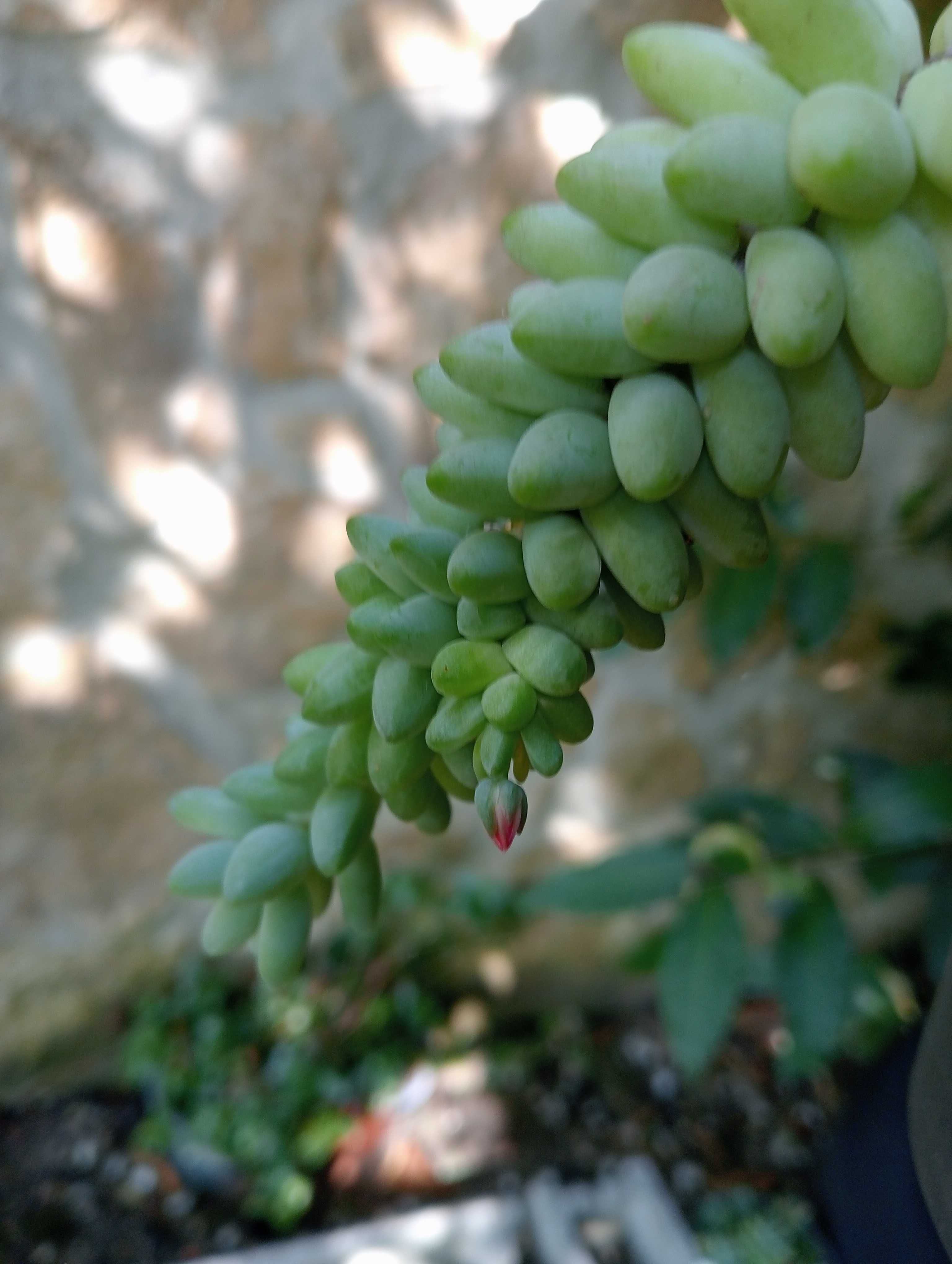 Planta natural, suculenta pendente, Rabo de burro