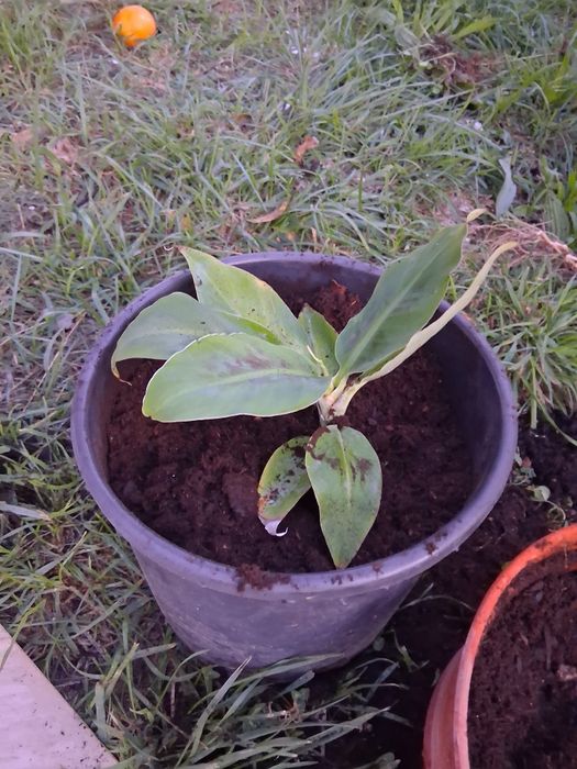 Bananeira da madeira