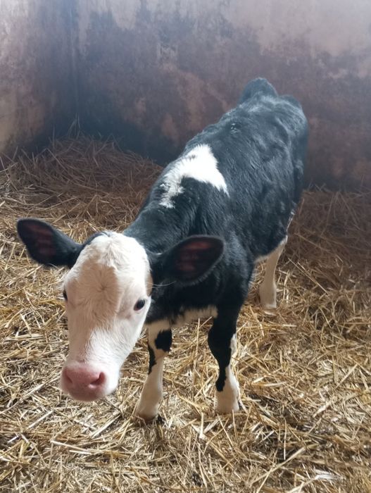 Sprzedam jałoweczke