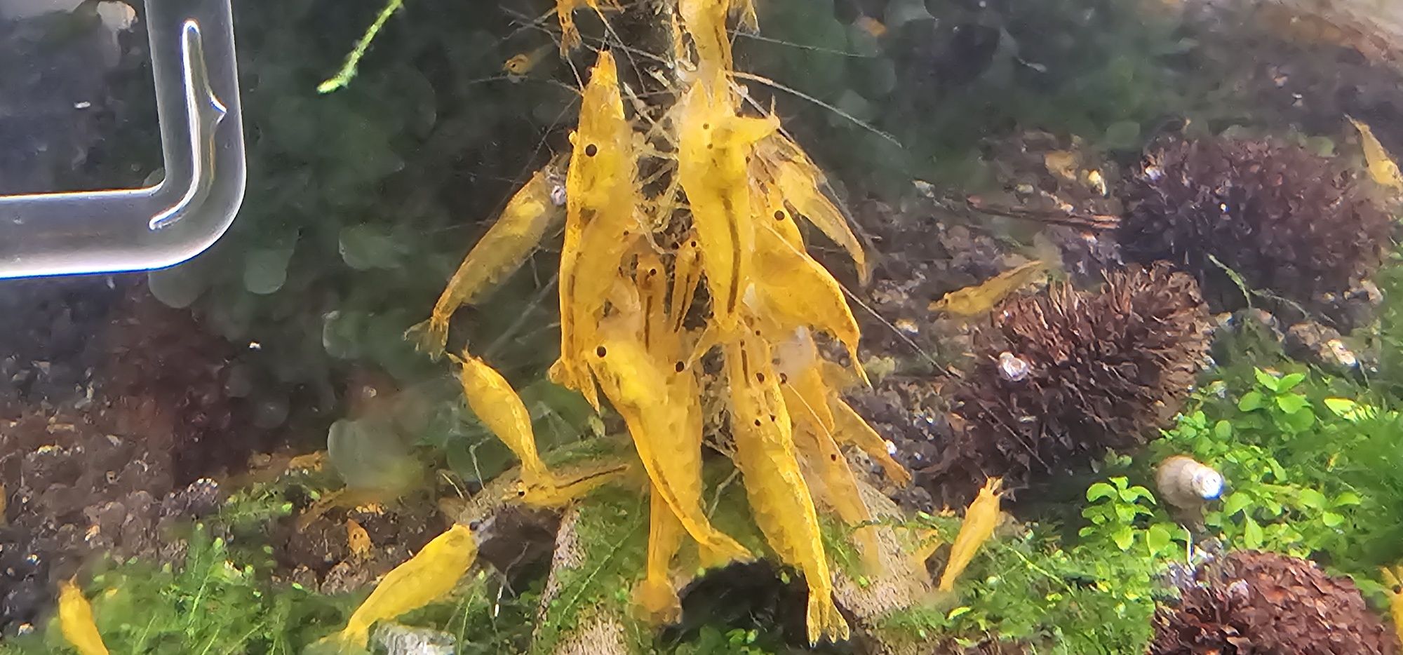 Camarões Caridina Yellow King Kong Juvenis