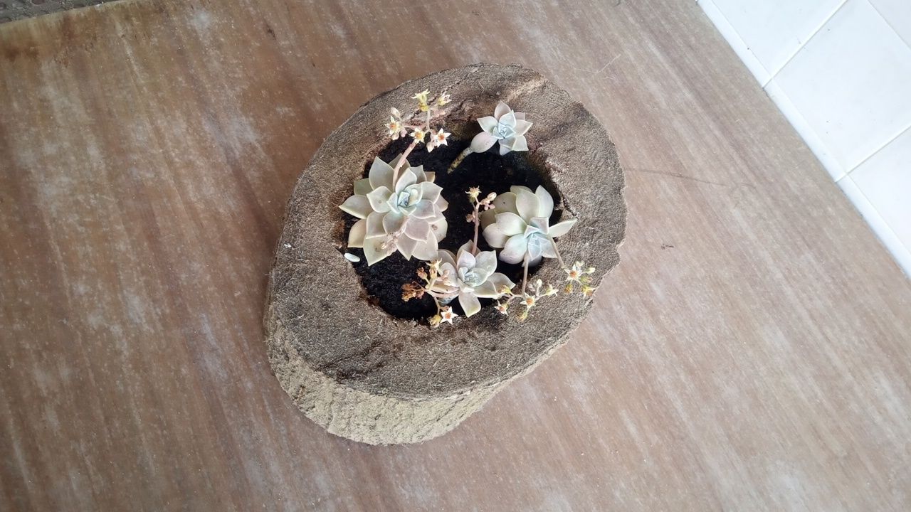 Vaso de plantas fantasma feito de tronco de yuka