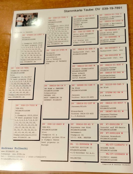 Gołębie pocztowe Kulbacki