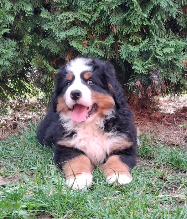 Cadelinha Boieira de Berna (Bouvier Bernois) c/ LOP