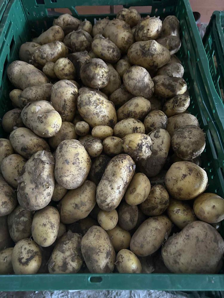Batata nova Agria