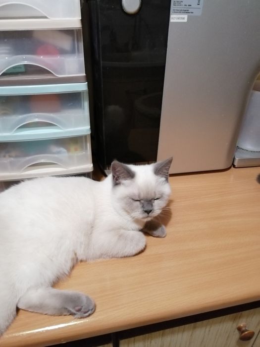 Piękne kocieta Brytyjskie z rodowodemFPL