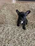 Bulldog frances tigrado