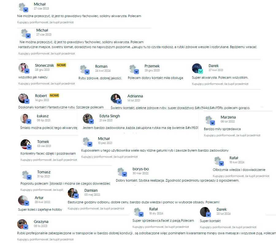 Pielęgniczka Inka - Apistogramma baenschi