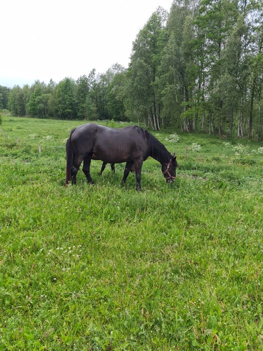 Klacz.,   ,.             .