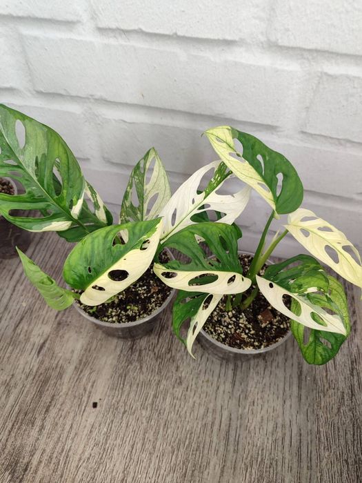 монстера варієгатна колекційні рідкісні monstera adansonii